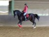 dressage horse Frosty the Snowman (Rhinelander, 2013, from Feedback 16)