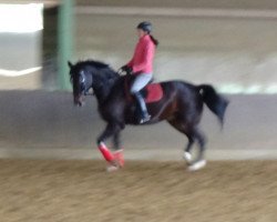 dressage horse Frosty the Snowman (Rhinelander, 2013, from Feedback 16)