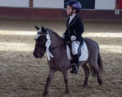 dressage horse Sir Balthasar (unknown, 2012)