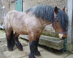 Pferd Hannes van de Kromhoef (Niederländisches Kaltblut, 2005, von Michel van de Kapelhoeve)