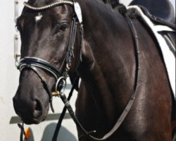 dressage horse Karessina LL (German Riding Pony, 2011, from Simply the Best TCF)