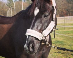 dressage horse Louis Vuitton K (Oldenburg, 2011, from Licotus)