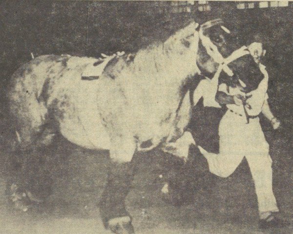 stallion Barnum Delmotte (Brabant/Belgian draft horse, 1956, from Quo Vadis des Volees)