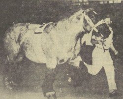 stallion Barnum Delmotte (Brabant/Belgian draft horse, 1956, from Quo Vadis des Volees)