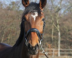 dressage horse KarnaVal HB (Rhinelander, 2013, from Kardinal)