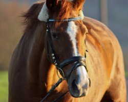 broodmare Highlight (Trakehner, 2000, from Polarion)