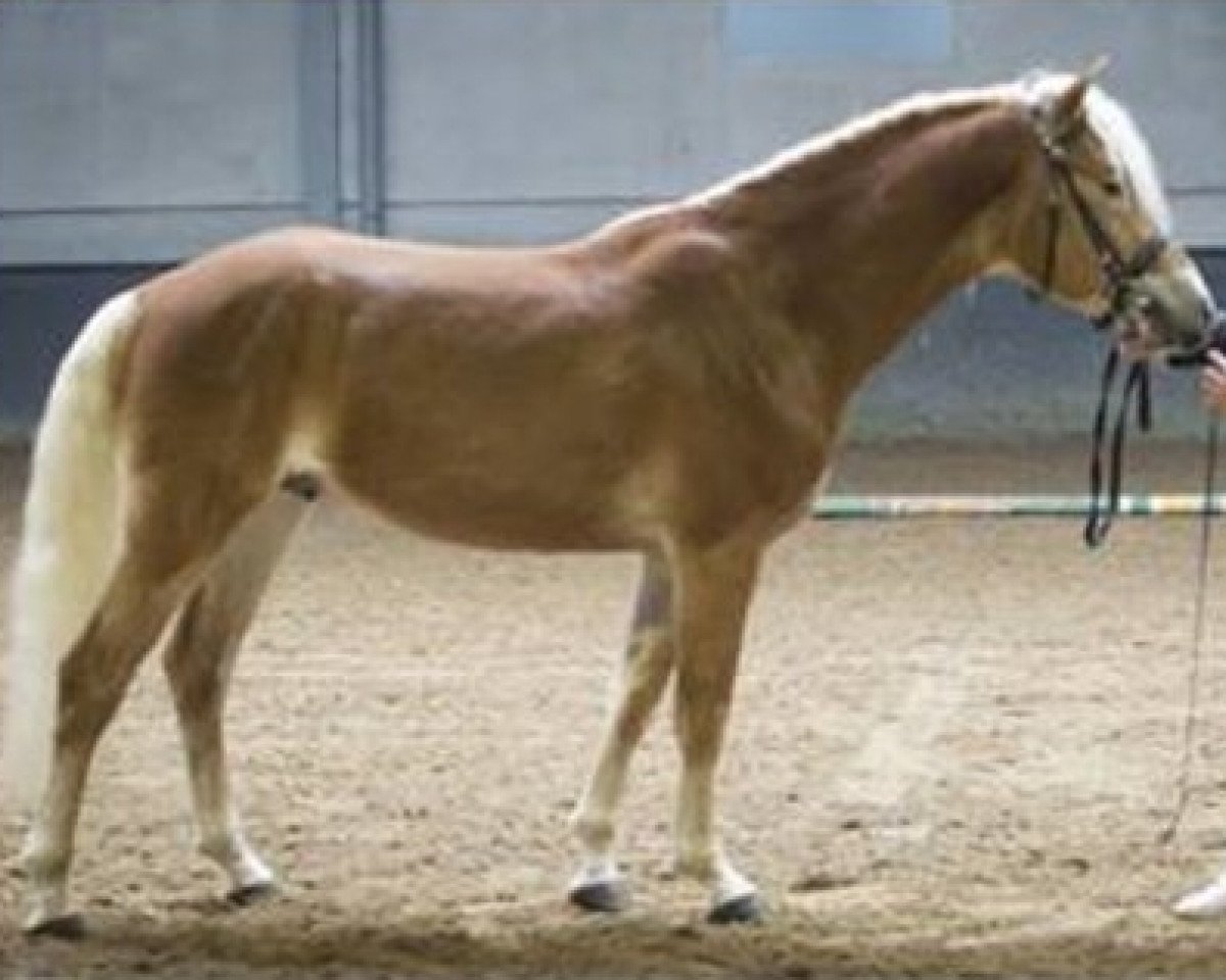 Deckhengst Liz. Alvermann (Österreichisches Warmblut, 2013, von Almquell)