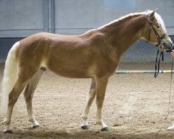 stallion Liz. Alvermann (Austrian Warmblood, 2013, from Almquell)