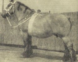 broodmare Mina van Veerhoek (Dutch Heavy Draft, 1946, from Urbain van Certain)