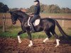 dressage horse Double Twist G. (Hanoverian, 2011, from Diamond Hit)