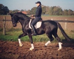 dressage horse Double Twist G. (Hanoverian, 2011, from Diamond Hit)