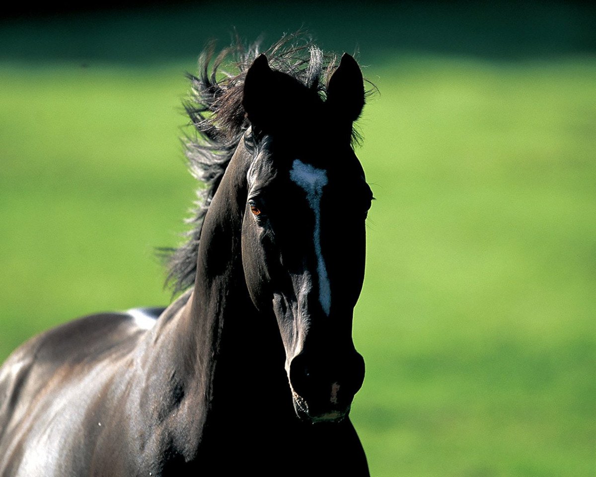 stallion Sunday Silence xx (Thoroughbred, 1986, from Halo xx)