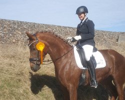 dressage horse Breena (German Warmblood, 2014, from Do it again 7)