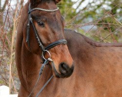 dressage horse Luke Skywalker 72 (Hanoverian, 2011, from Lemur)