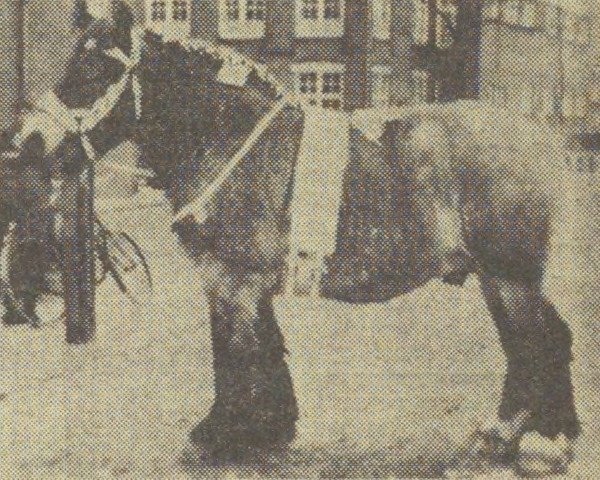 Pferd Costaud van Ospel (Niederländisches Kaltblut, 1959, von Costaud van Soesterhof)