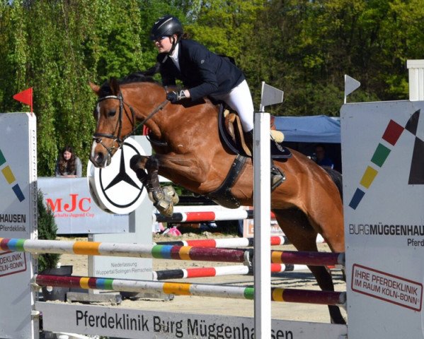 jumper Alexia 31 (New Forest Pony, 2008, from Lex)