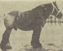 stallion Nico van Injer (Dutch Heavy Draft, 1959, from Nico van 't Zwartewater)