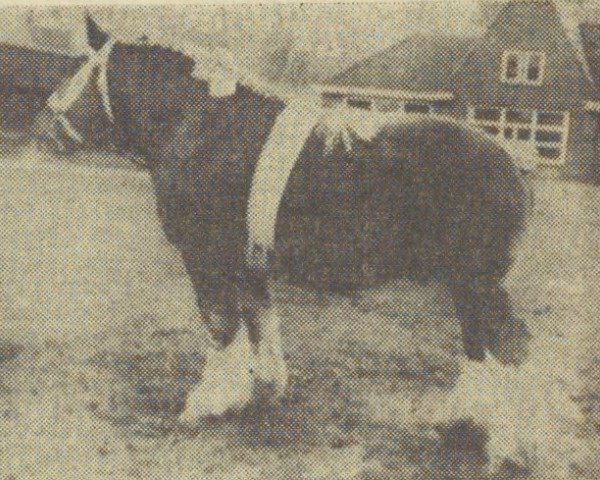 Pferd Tinus van de Heihuisweg (Niederländisches Kaltblut, 1958, von Costaud van Soesterhof)