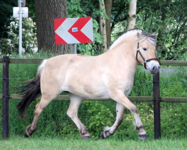 broodmare Tvinja (Fjord Horse, 2013, from Mr. Tveiten N.2591)