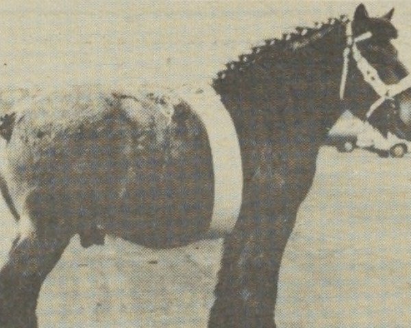 stallion Costaud van de Ranohoeve (Dutch Heavy Draft, 1965, from Costaud van Soesterhof)