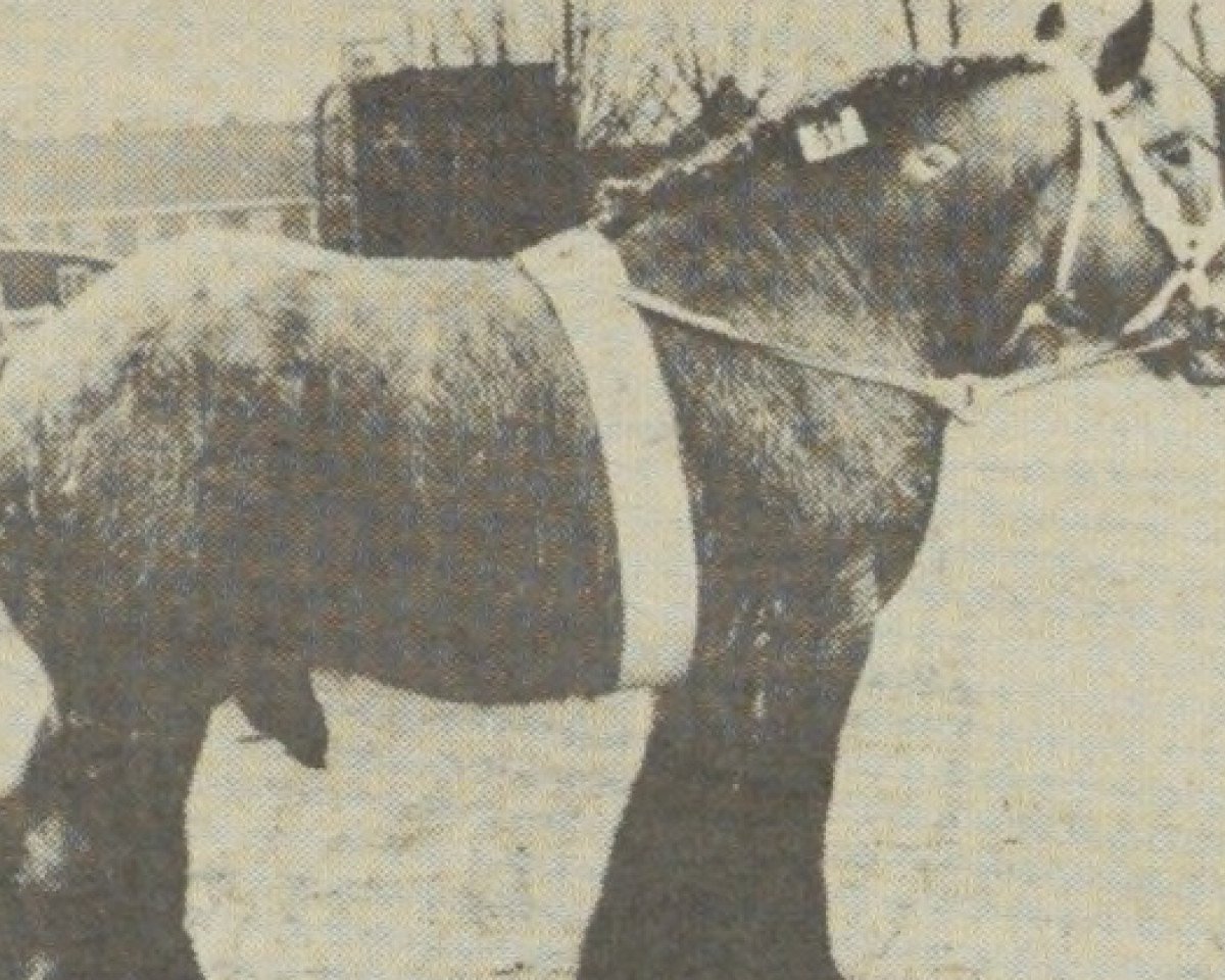 Deckhengst Bart van Wijngaarden (Niederländisches Kaltblut, 1965, von Barnum de Maire-Bois)
