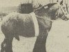 stallion Bart van Wijngaarden (Dutch Heavy Draft, 1965, from Barnum de Maire-Bois)