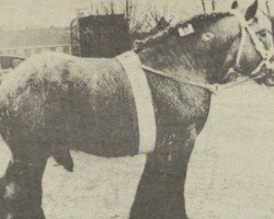 stallion Bart van Wijngaarden (Dutch Heavy Draft, 1965, from Barnum de Maire-Bois)