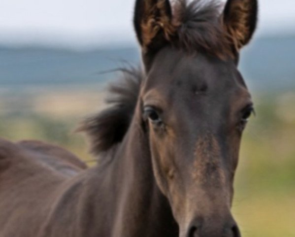 Dressurpferd Famulus Z (Zangersheide Reitpferd, 2021, von Flint)