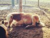 Dressurpferd Nachtigall (Haflinger, 2017, von Nachtstolz)