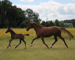 Zuchtstute Daynhil Dancer (Hannoveraner, 2008, von Don Frederico)