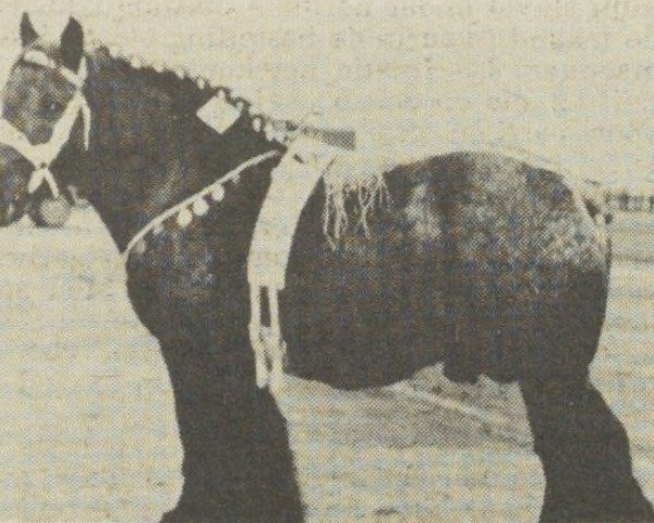 stallion Baron van Zuiddorpe (Dutch Heavy Draft, 1958, from Baron de l'Hostéé)