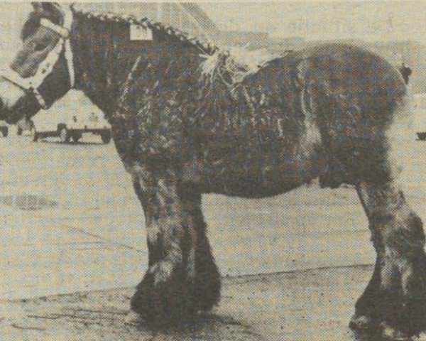 horse Peter van de Slothoeve (Dutch Heavy Draft, 1965, from Nico van de Verwe)