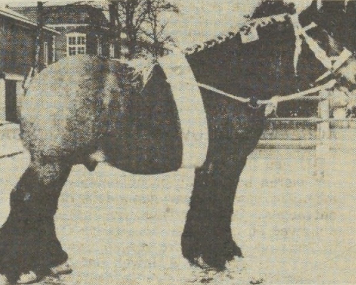 stallion Joel van Rolde (Dutch Heavy Draft, 1965, from Joel van Zandberg)