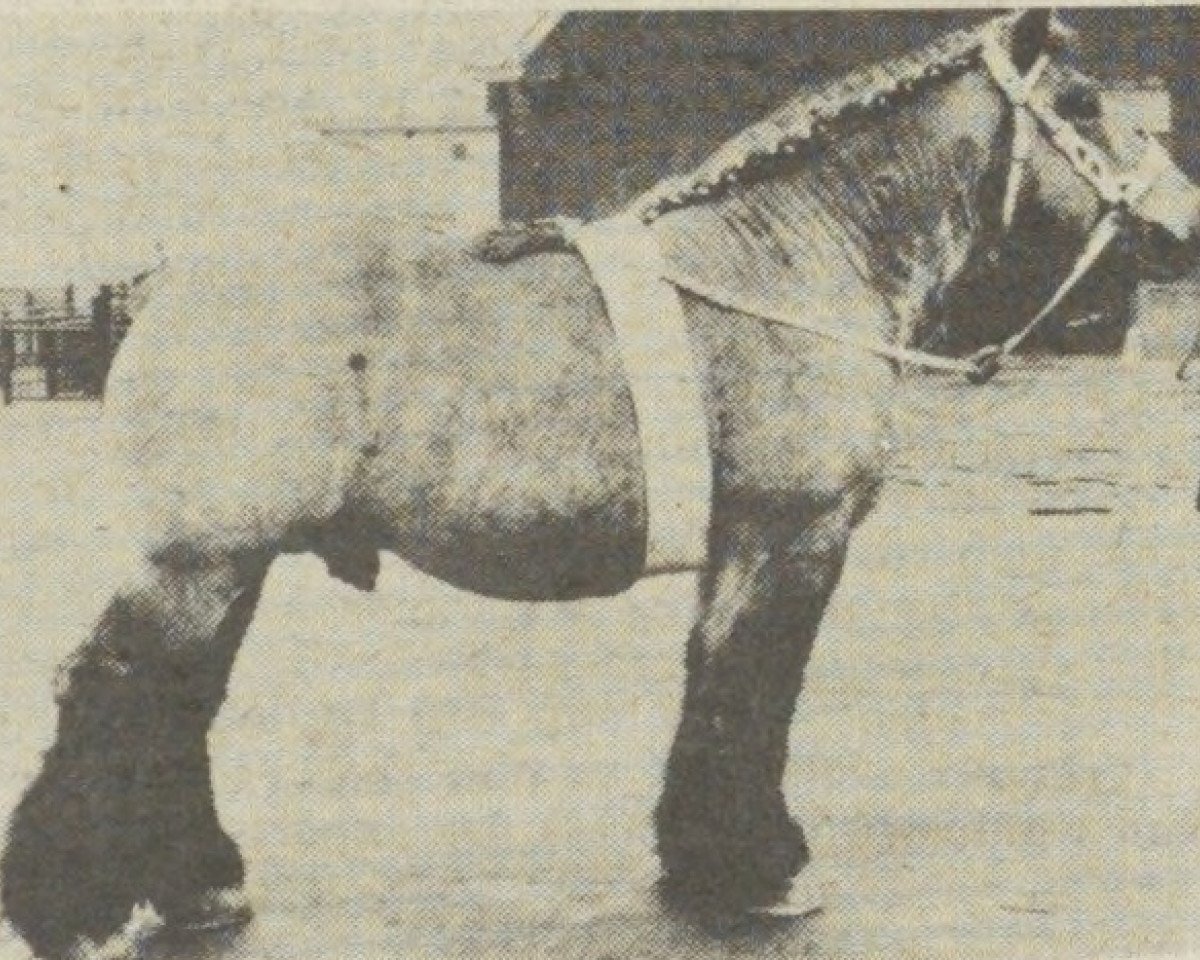 stallion Baron van Axel (Dutch Heavy Draft, 1962, from Baron van Kruispolder)