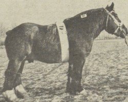 horse Diogene van 't Hoogland (Dutch Heavy Draft, 1962, from Elegant van Braamhof)