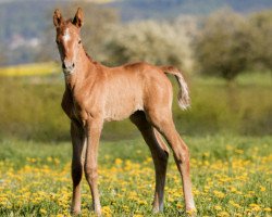 Springpferd Dornröschen 223 (Trakehner, 2016, von Rheinklang)