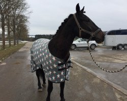 dressage horse Daylight 294 (unknown, 2012)