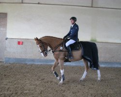 jumper Ulmer de Nosai (Selle Français, 2008, from Kara du Halage)