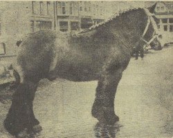 Pferd Alex van Gerda (Niederländisches Kaltblut, 1959, von Successeur)