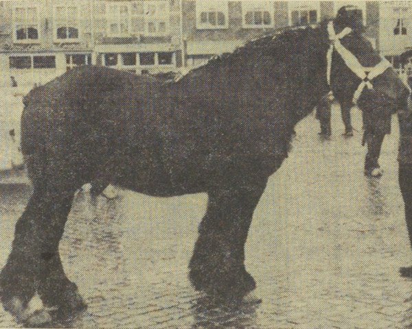 Deckhengst Elegant van Braamhof (Niederländisches Kaltblut, 1959, von Gamin de l' Eaugrenée)