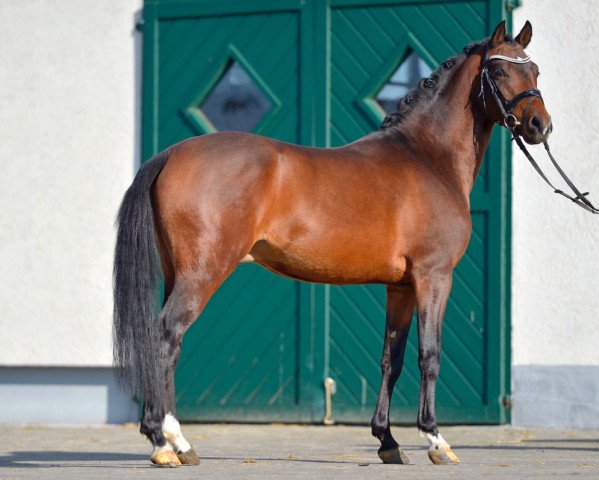 stallion Casper LO (German Riding Pony, 2014, from Cosmopolitan NRW)