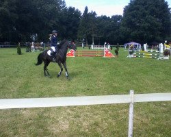 broodmare Reynhout's Rascalle (New Forest Pony, 2001, from Jasper 210)