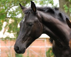 dressage horse Dianella Negra (Bavarian, 2013, from Decurio 3)