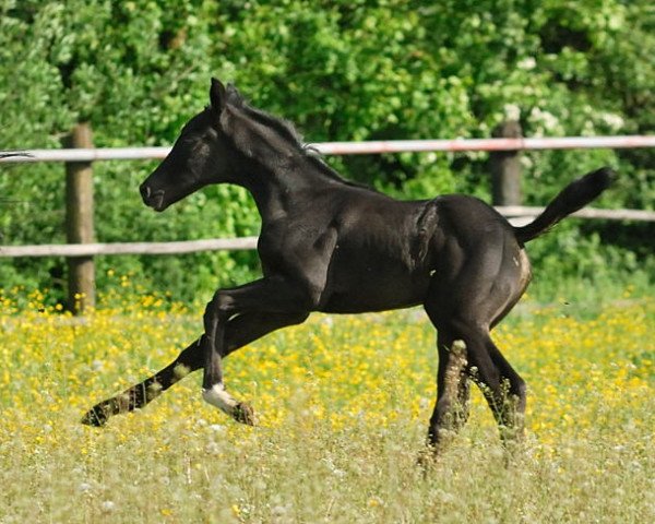 dressage horse Dirndl (German Sport Horse, 2014, from Decurio 3)