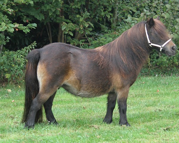 horse Zonnebloem-R van de Gathe (Shetland pony (under 87 cm), 2006, from Rutger van de Gathe)