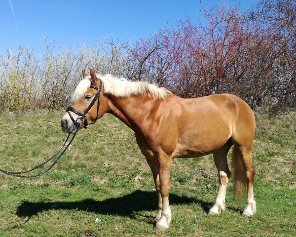 horse Delijah Dream (Haflinger, 2012, from Walando)