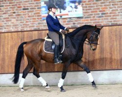 dressage horse Franz Ferdinand M (Oldenburg, 2009, from Fontane)