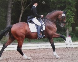 dressage horse Sankt Pauli (Hanoverian, 2008, from Stedinger)