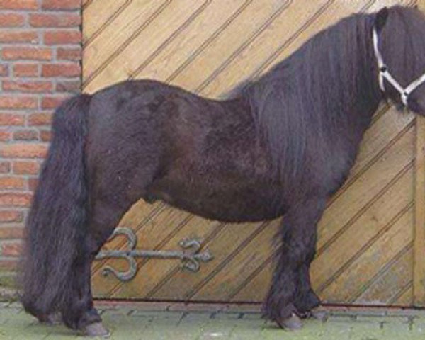 stallion Nicky van de Koudhoorn (Shetland Pony, 1998, from Gelder van Zuylichem)