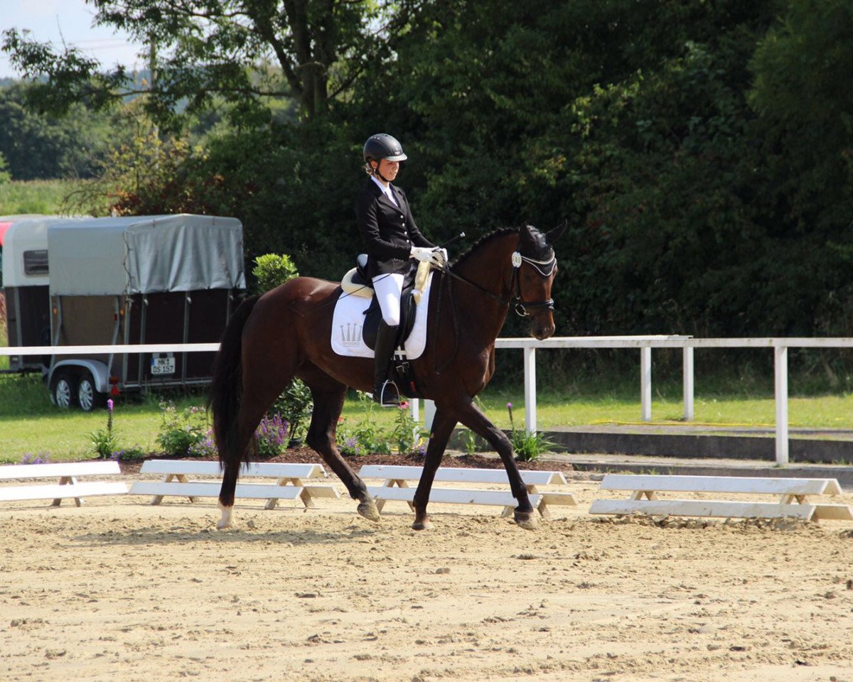Dressurpferd Filia de Fidertanz (Hannoveraner, 2009, von Fidertanz)
